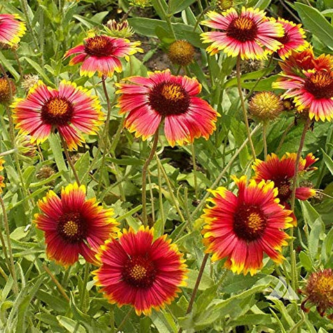 Outsidepride Gaillardia Aristata Red Blanket Flower suited for xeriscapes