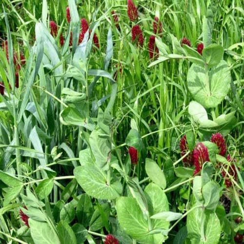 Outsidepride Gardenway crimson clover seeds enhance biodiversity and soil structure.