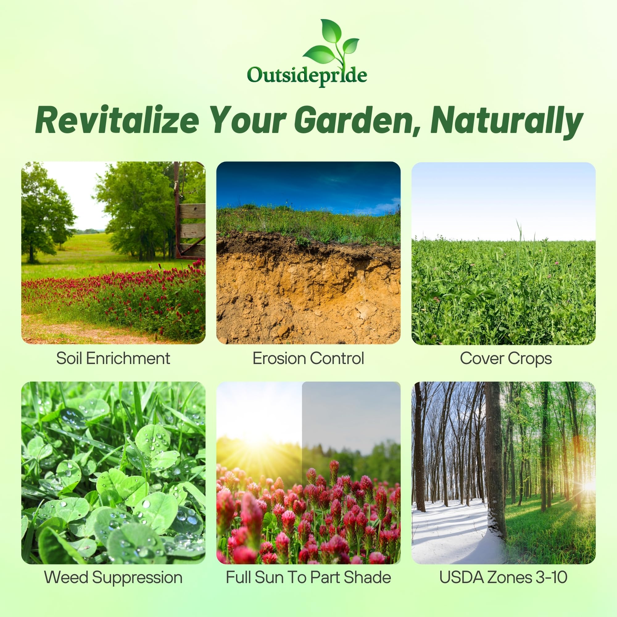Outsidepride Gardenway triticale seeds for strong ground cover.