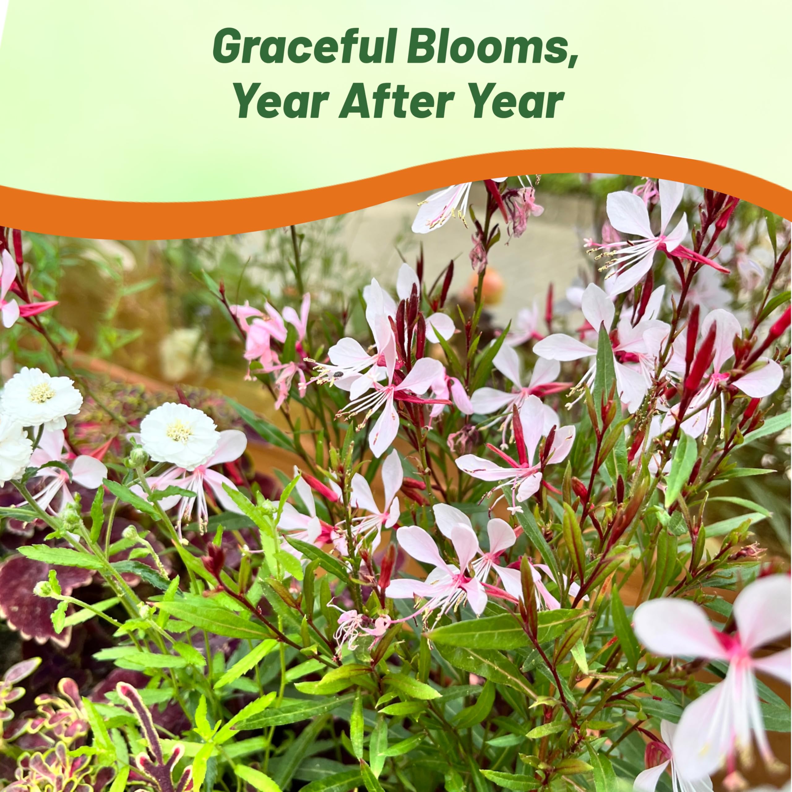 Deer-proof gaura perennial growing in wildlife-friendly yard