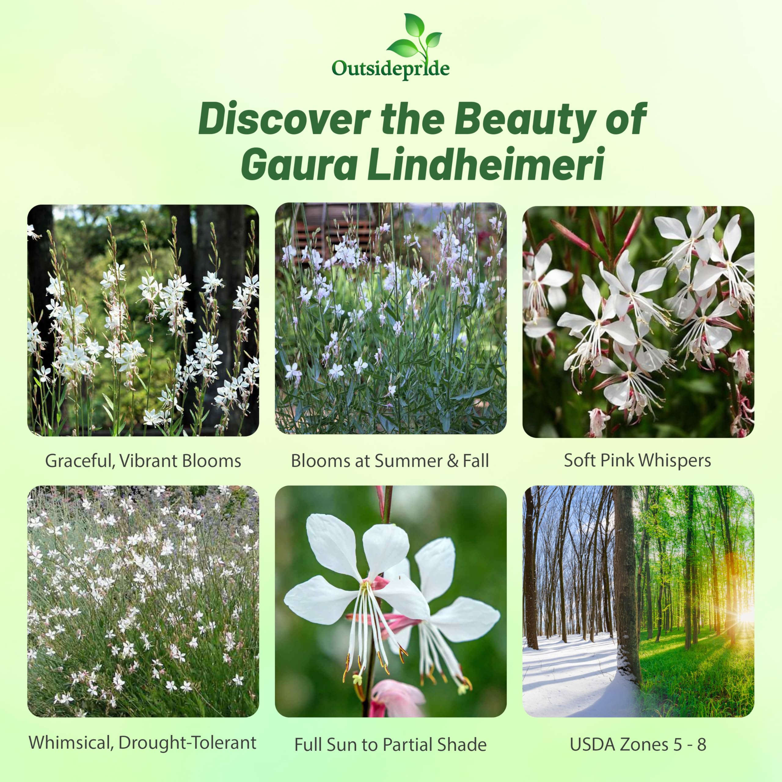 Planting guide image for Outsidepride Gaura seeds showing sowing tips