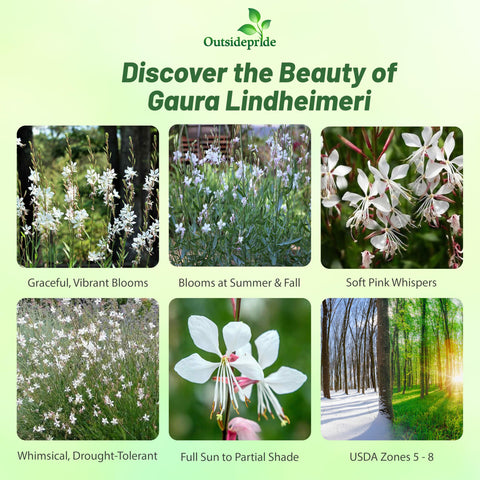 Planting guide image for Outsidepride Gaura seeds showing sowing tips