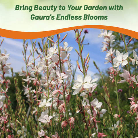 Gaura flowers attracting pollinators like bees and butterflies