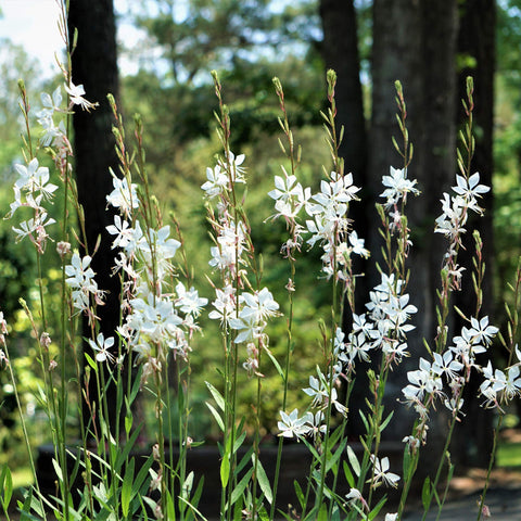 Self-sowing Gaura perennials expanding in the garden
