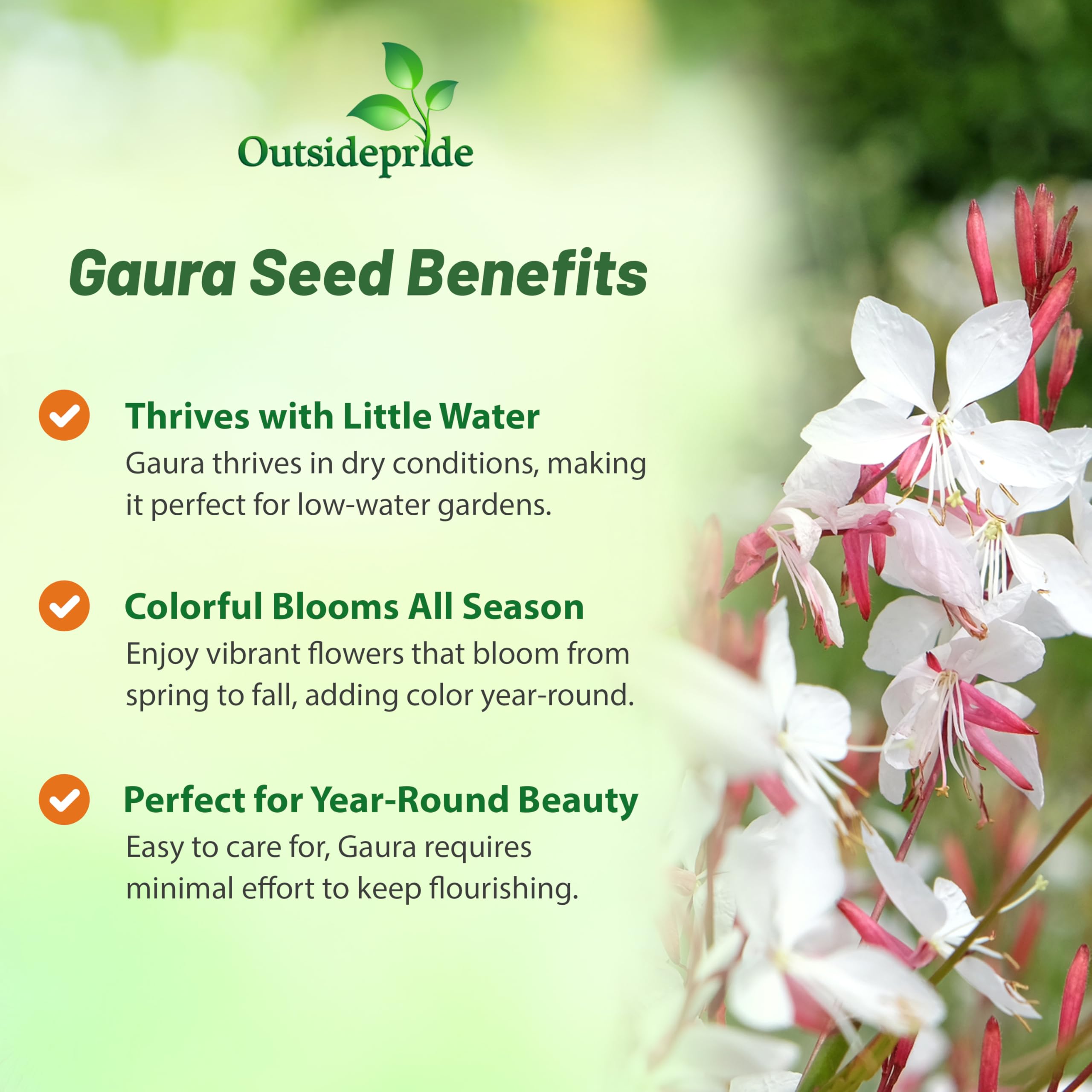 Gaura tall white-pink blooms in a sunny garden