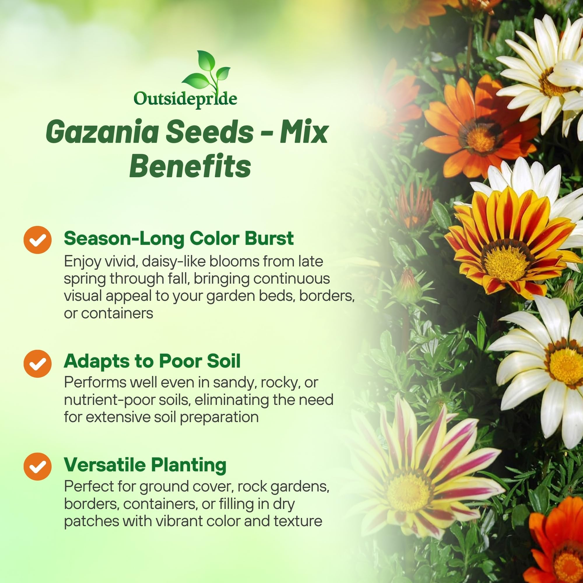 Outsidepride Gazania blooms resembling daisies in red, yellow, and orange brighten landscapes.