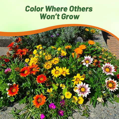 Outsidepride Gazania borders and landscapes add color across garden edges.