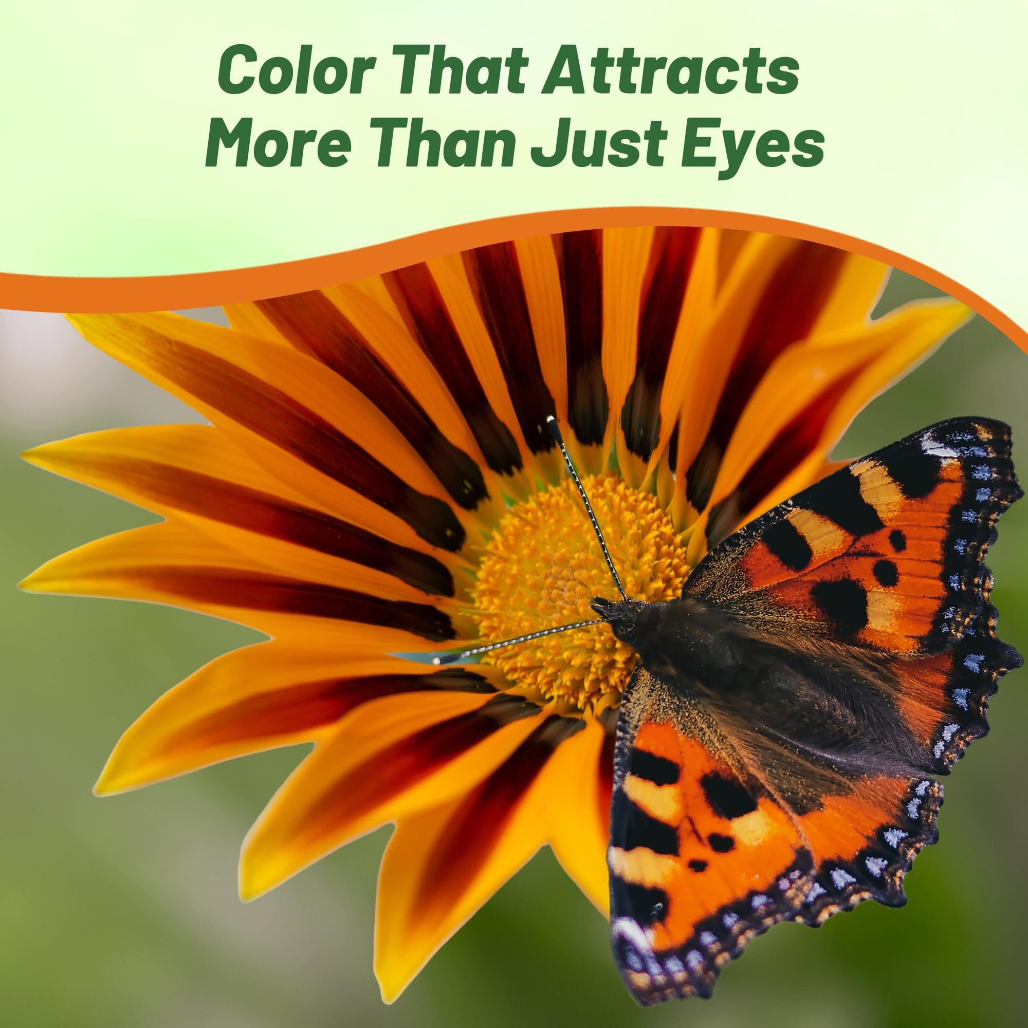 Outsidepride Gazania drought-tolerant growth thrives with minimal irrigation in full sun.