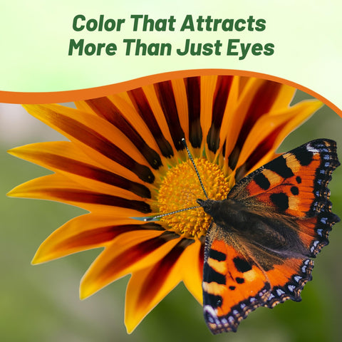 Outsidepride Gazania drought-tolerant growth thrives with minimal irrigation in full sun.
