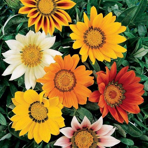 Outsidepride Gazania season-long bloom potential from early summer through fall.