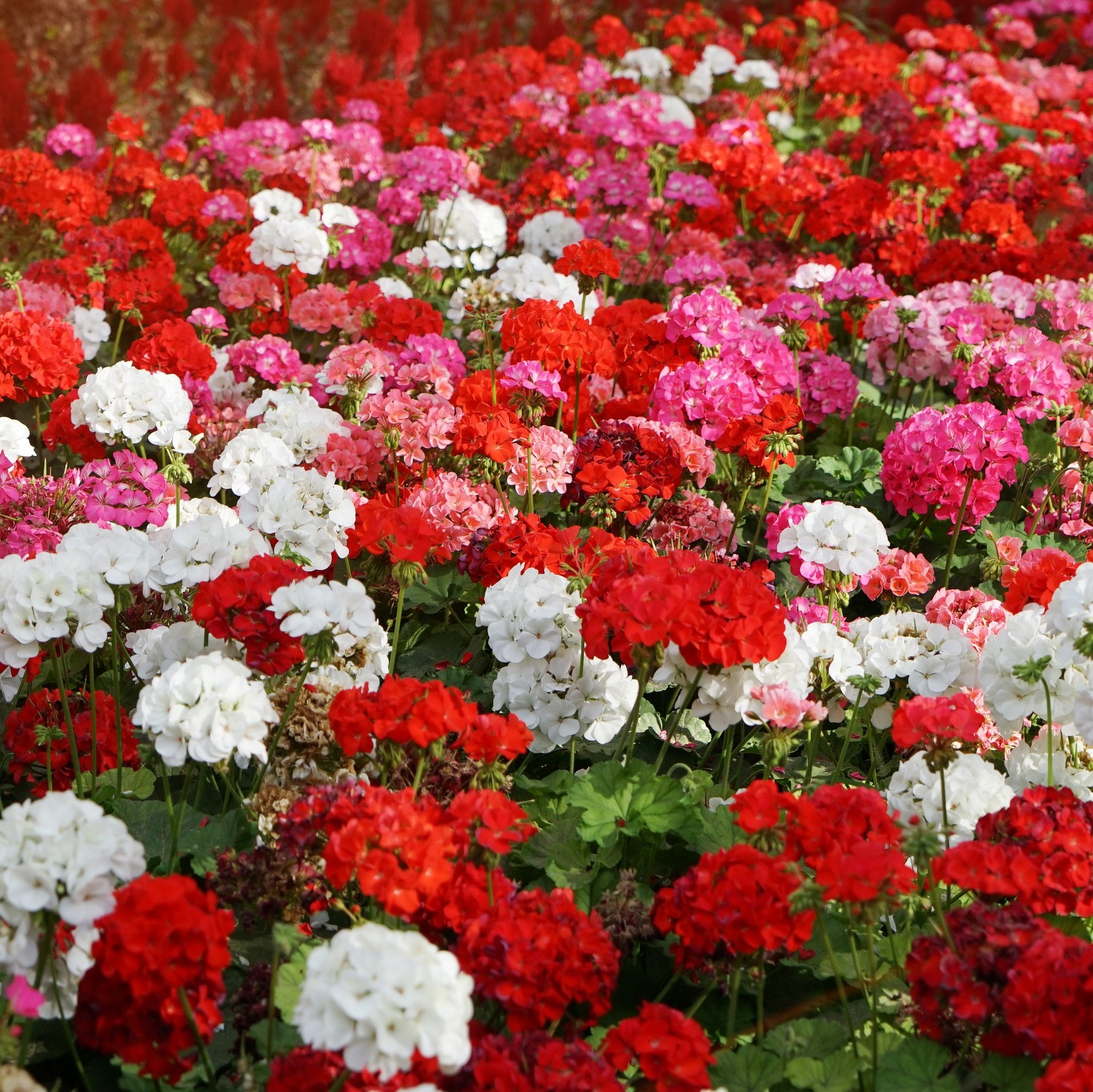 Outsidepride mix geranium leaves provide bright green foliage to complement blooms