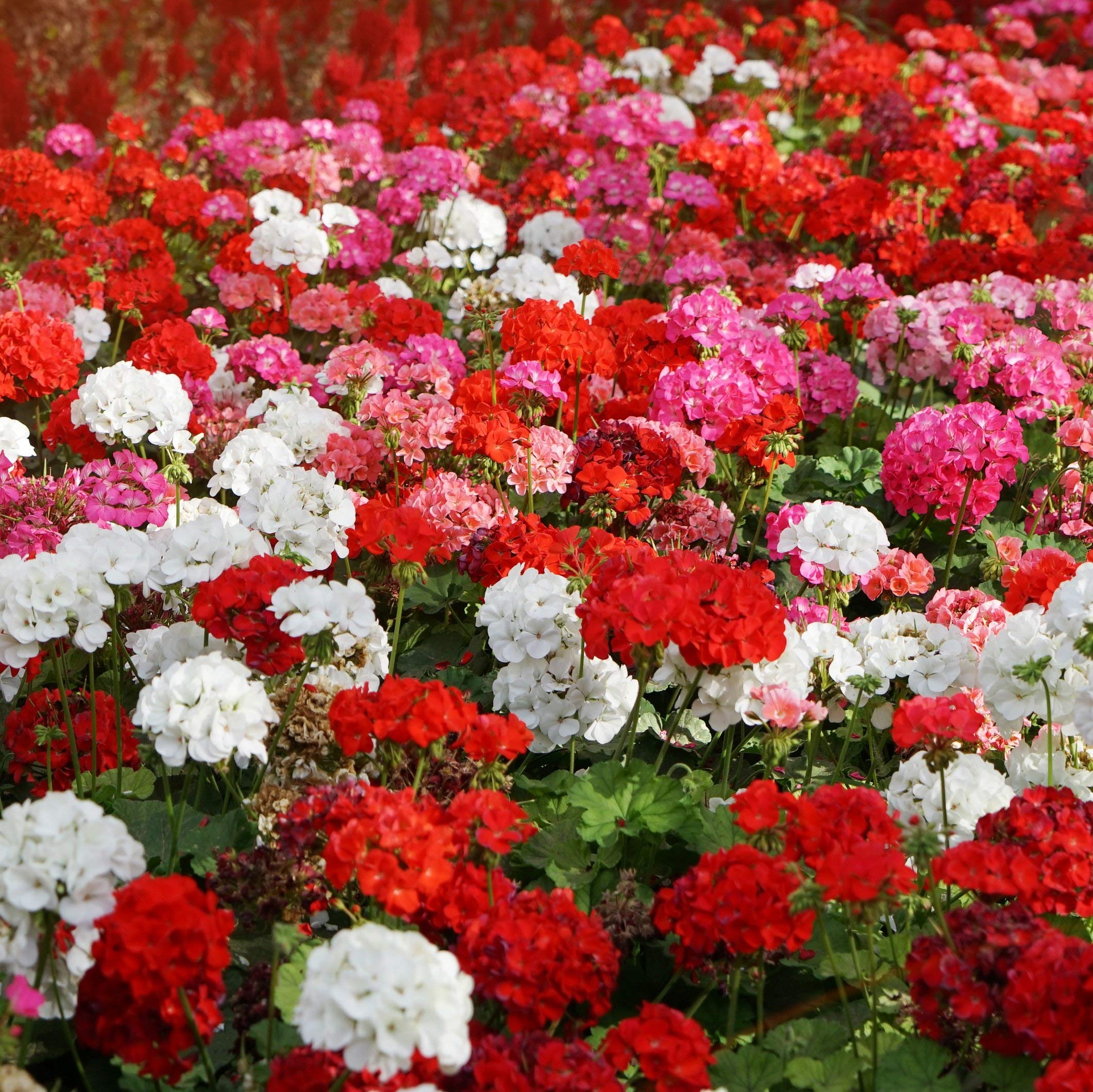 Outsidepride Geranium Seeds suitable for zones 3-8 and outdoor plantings.