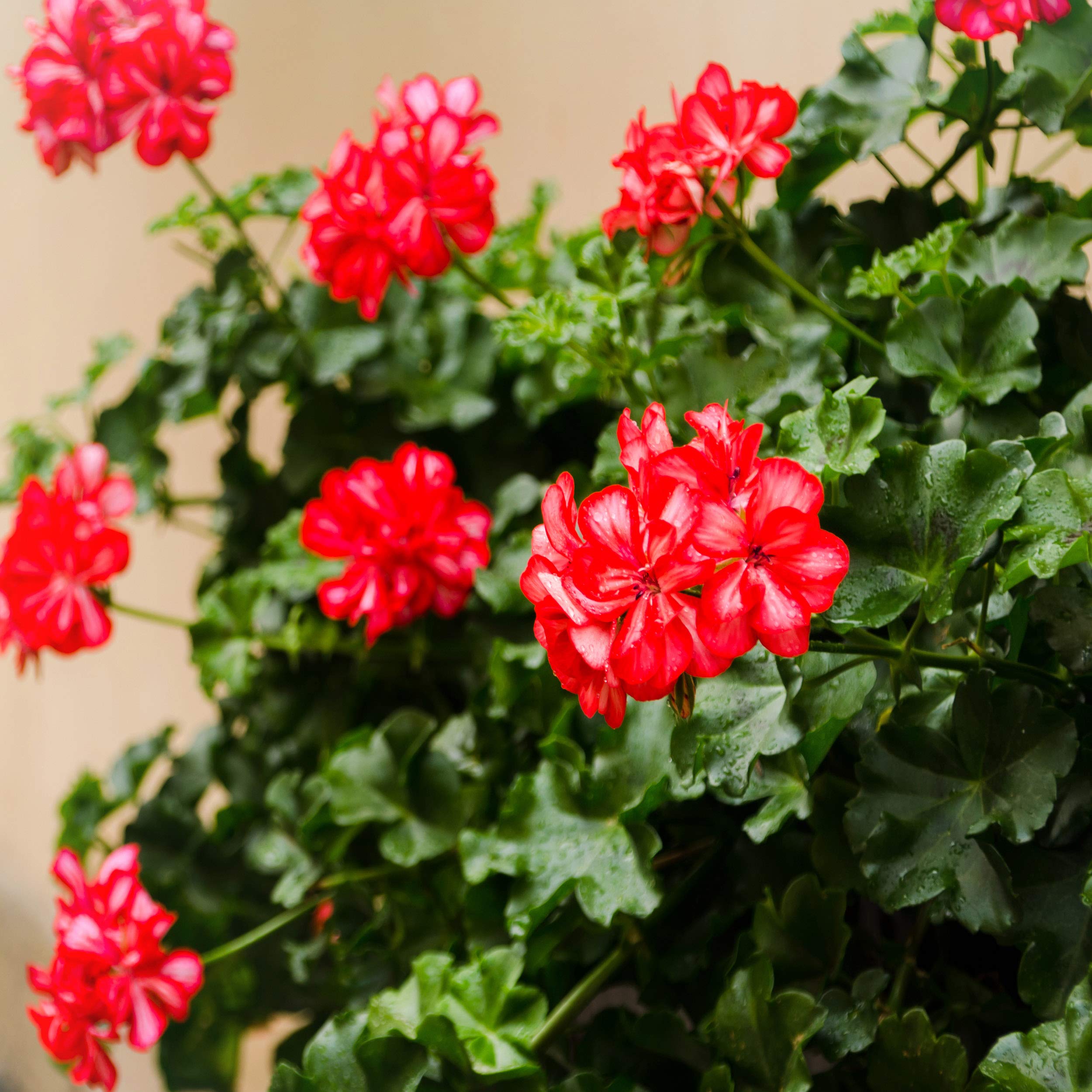 Outsidepride geranium seeds suitable for drought-tolerant garden setup