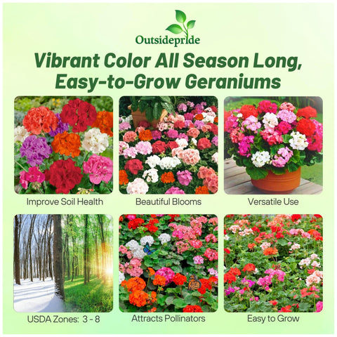 Outsidepride Geranium Seeds with green foliage ideal for sunny gardens.