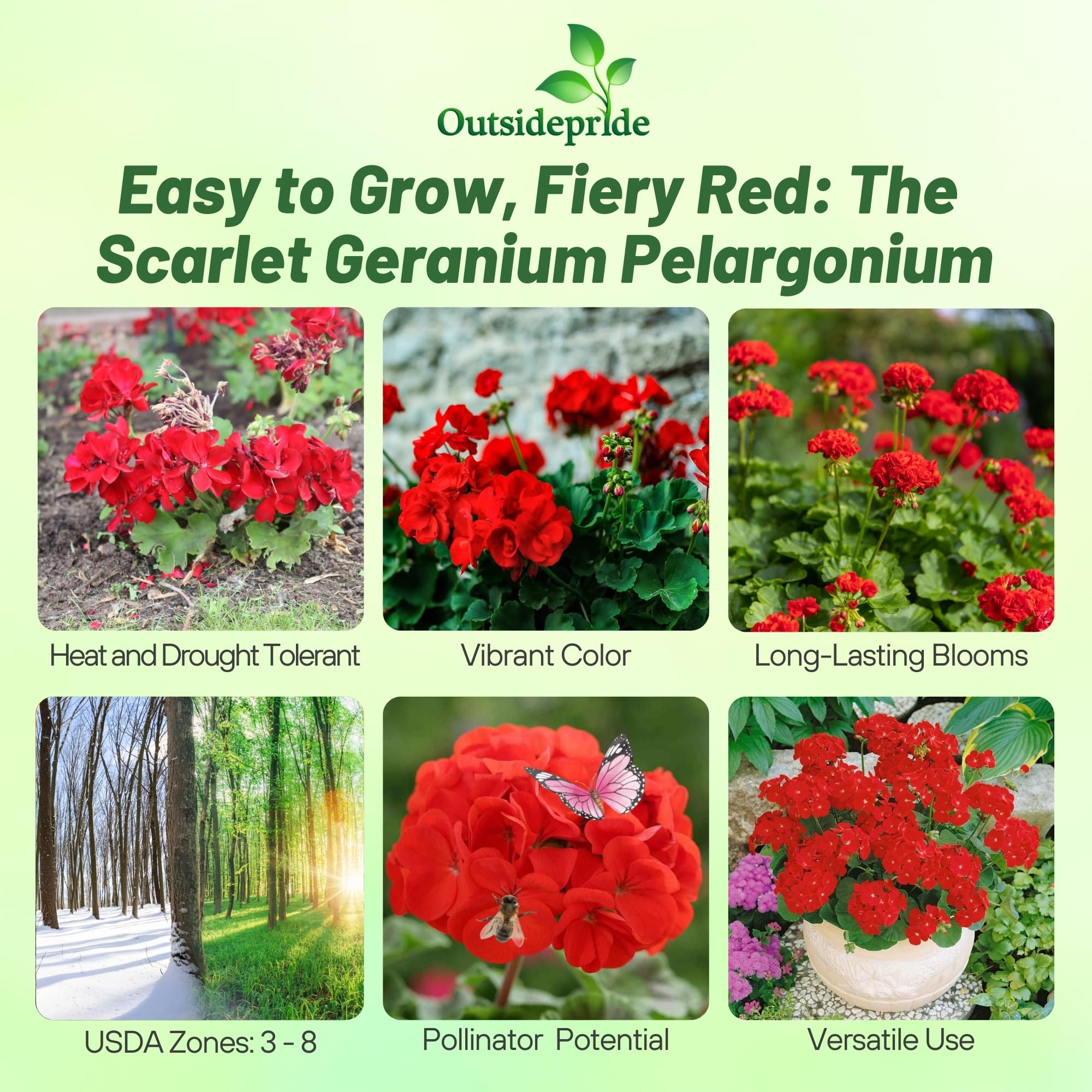 Outsidepride geranium seeds show heat-tolerant annual growth in sun