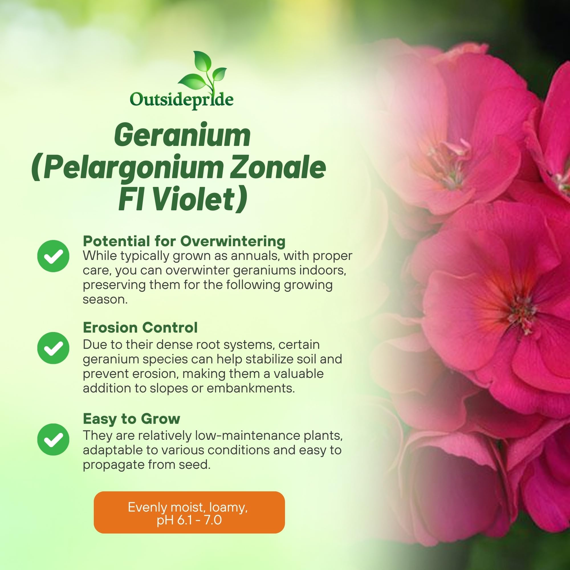 Outsidepride geranium seeds germinating indoors for quick color display