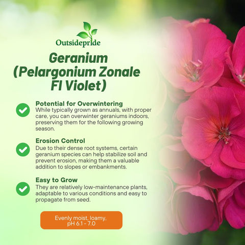 Outsidepride geranium seeds germinating indoors for quick color display