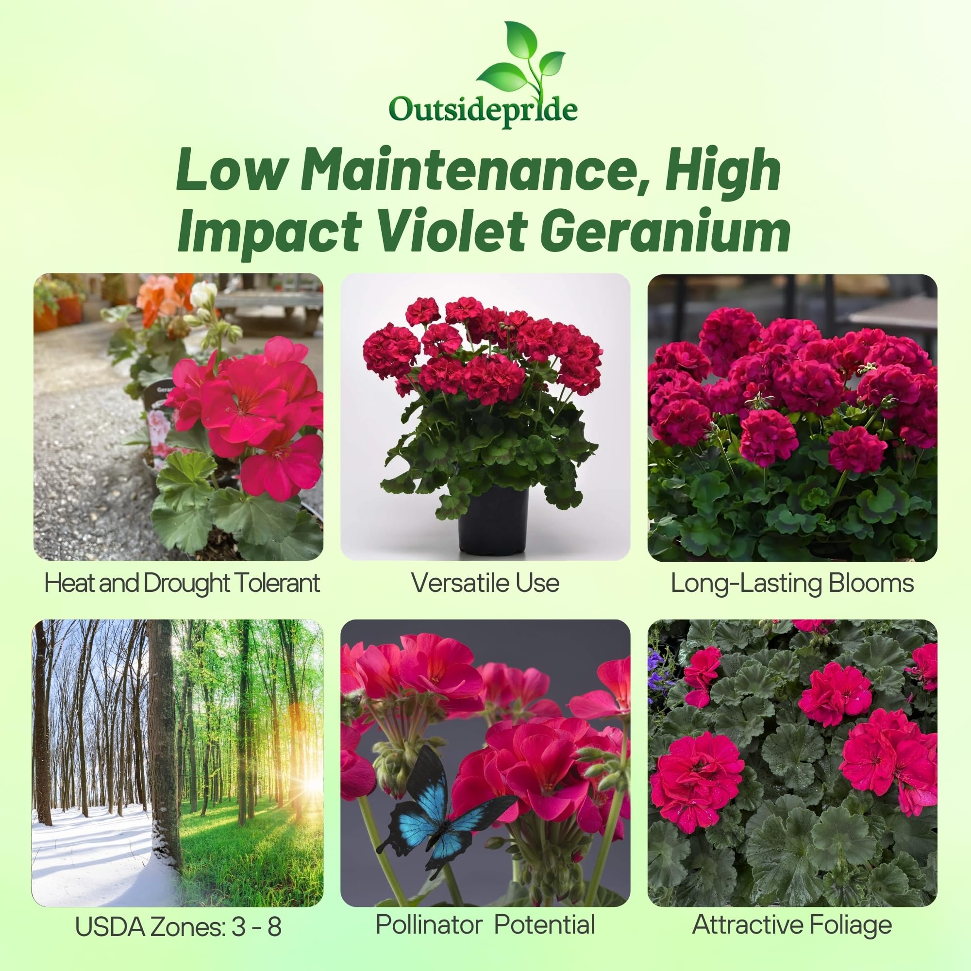 Outsidepride geranium seeds pictured in pots and borders for container appeal