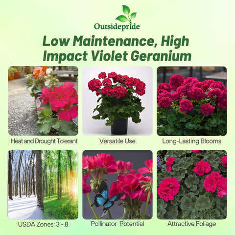 Outsidepride geranium seeds pictured in pots and borders for container appeal
