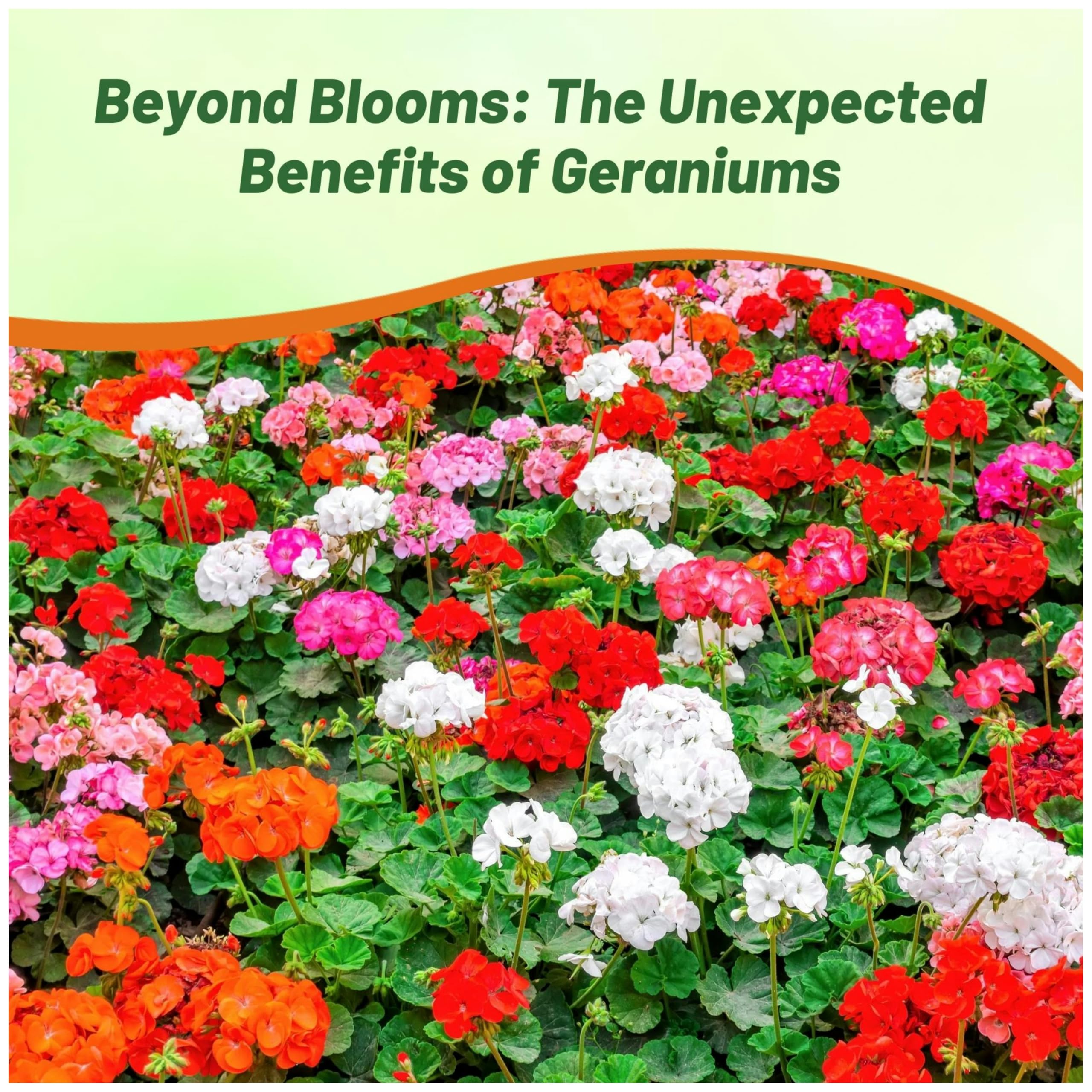Outsidepride geraniums create lush summer displays in garden beds and containers