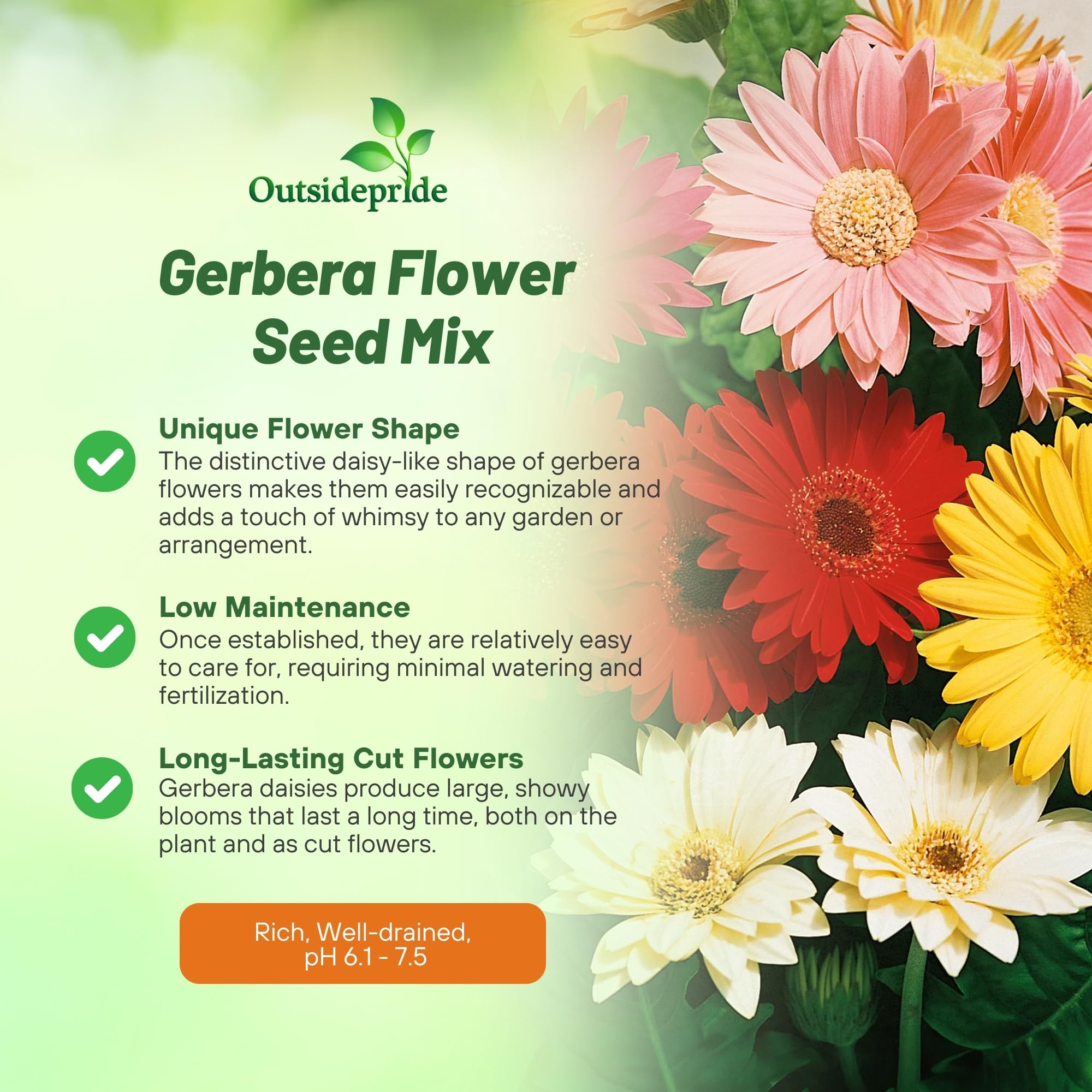 Outsidepride gerbera compact height image highlights 10-14 inch plants ideal for small spaces.