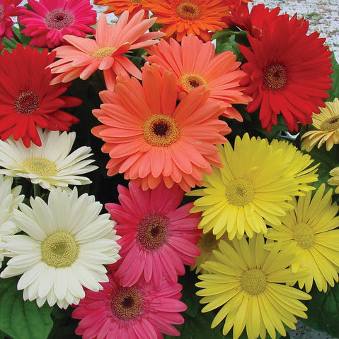 Outsidepride gerbera container garden planting image shows versatile pots and borders.