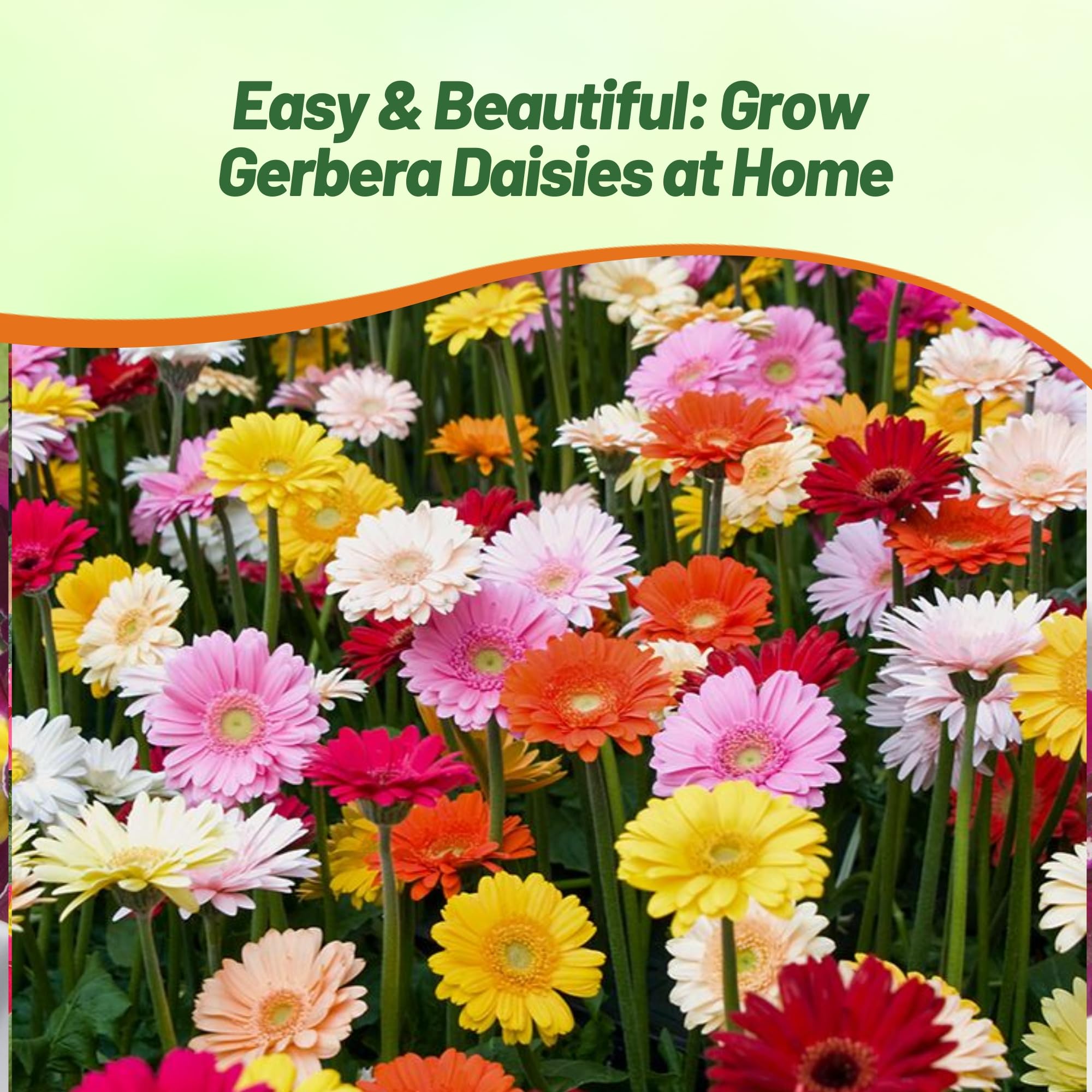 Outsidepride gerbera germination-stage seeds image signals quick growth and easy start.