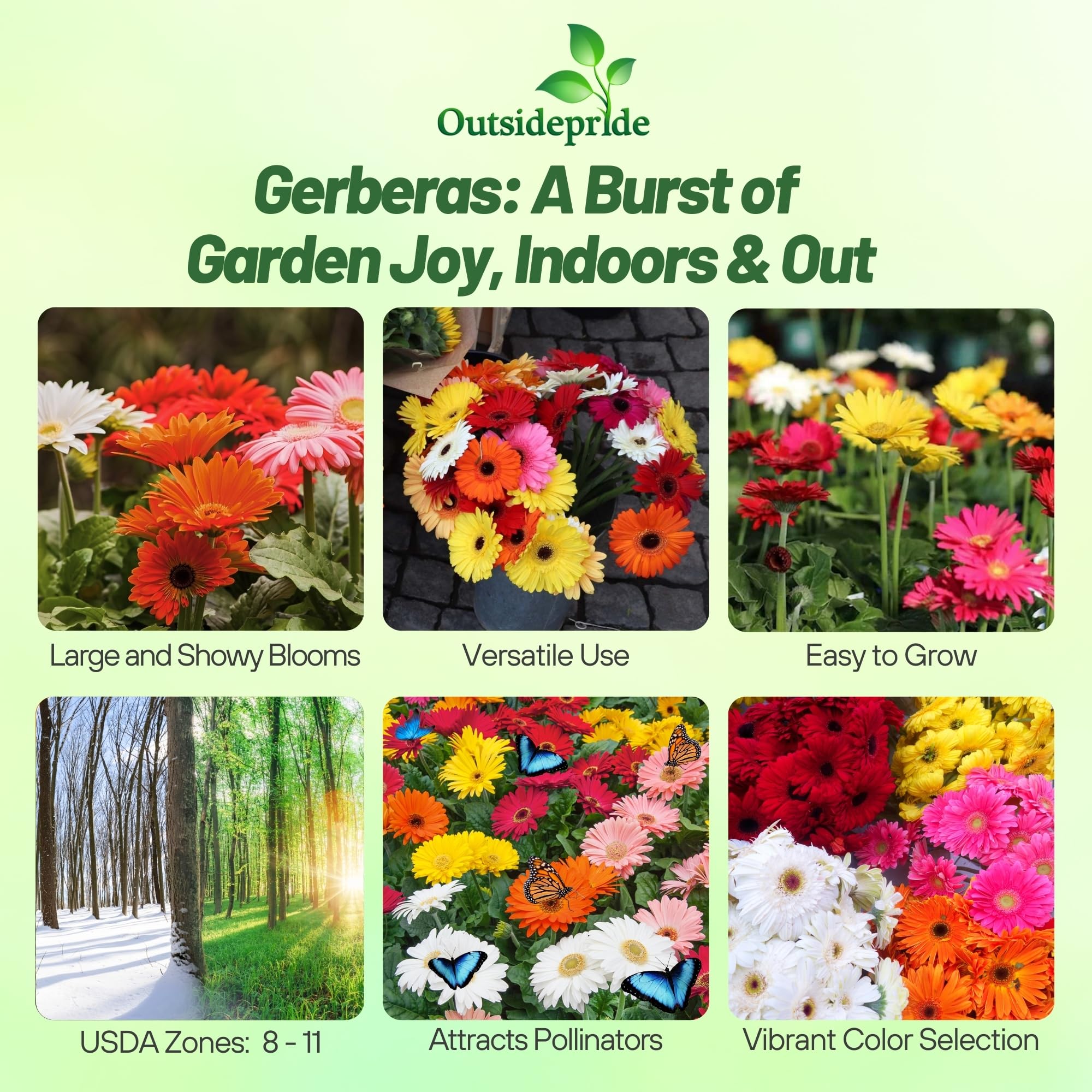 Outsidepride gerbera hybrid bloom colors showcases a lively mixed palette for garden borders.