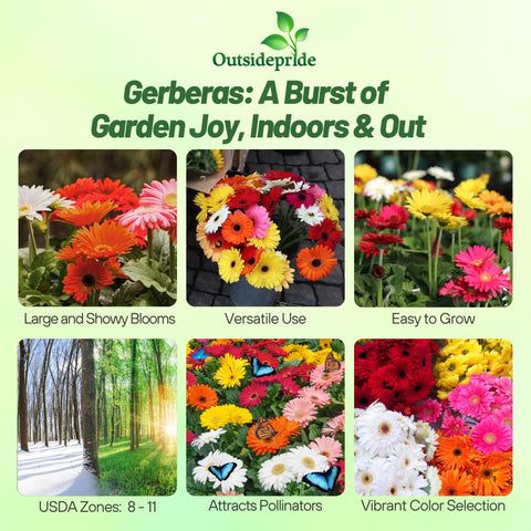 Outsidepride gerbera hybrid bloom colors showcases a lively mixed palette for garden borders.