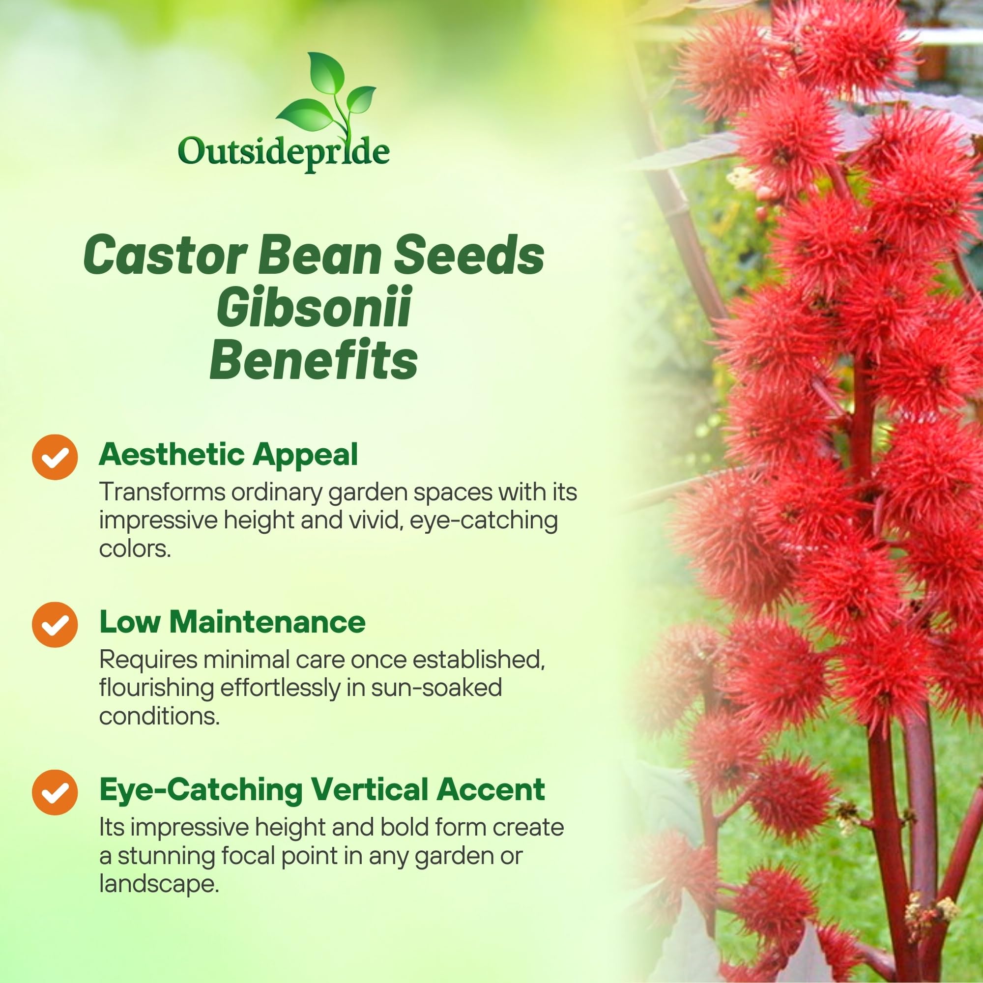 Outsidepride Gibsonii Castor Bean creamy yellow blooms in sunny beds