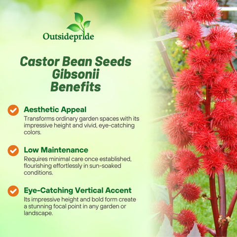 Outsidepride Gibsonii Castor Bean creamy yellow blooms in sunny beds