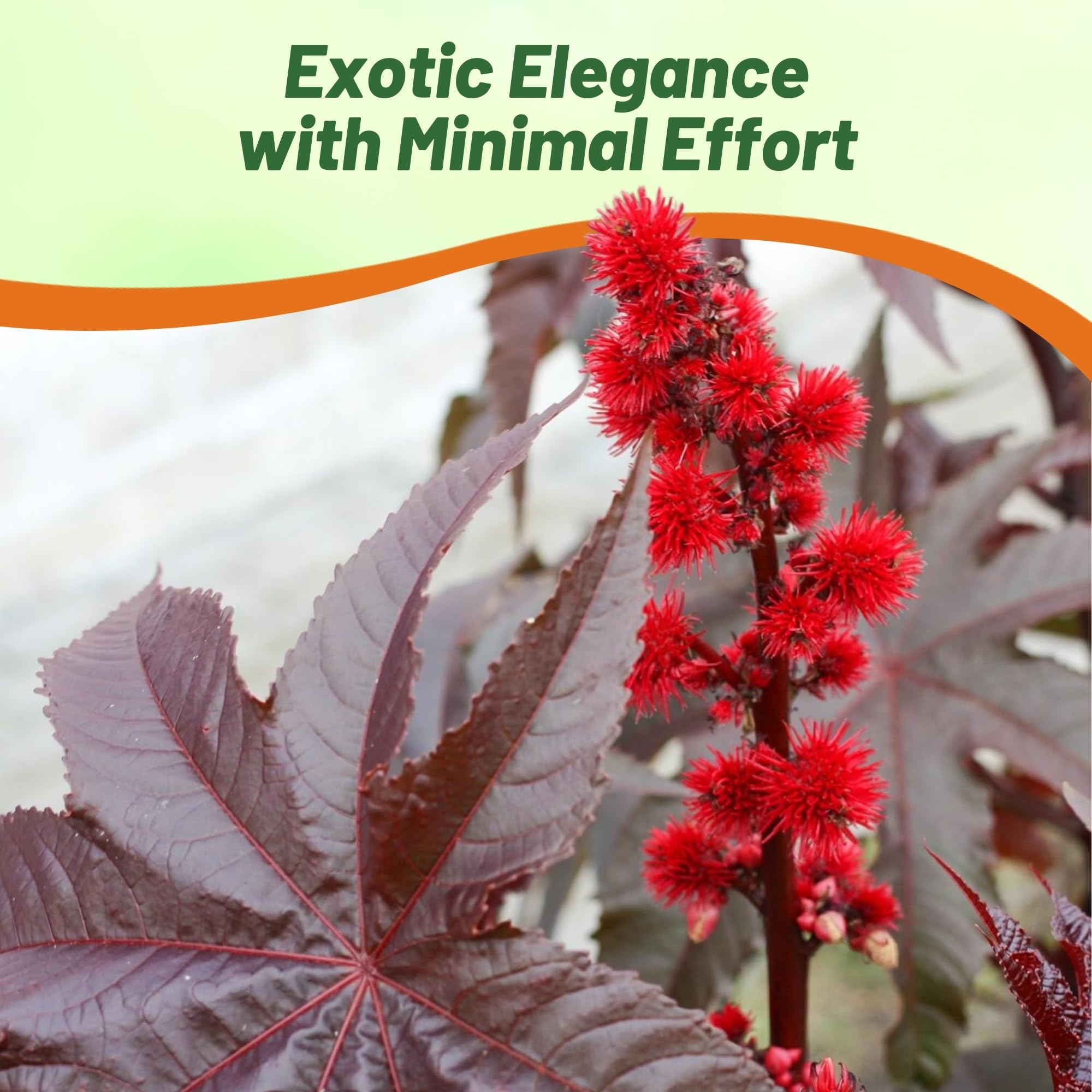 Outsidepride Gibsonii Castor Bean thrives in full sun and well drained soil