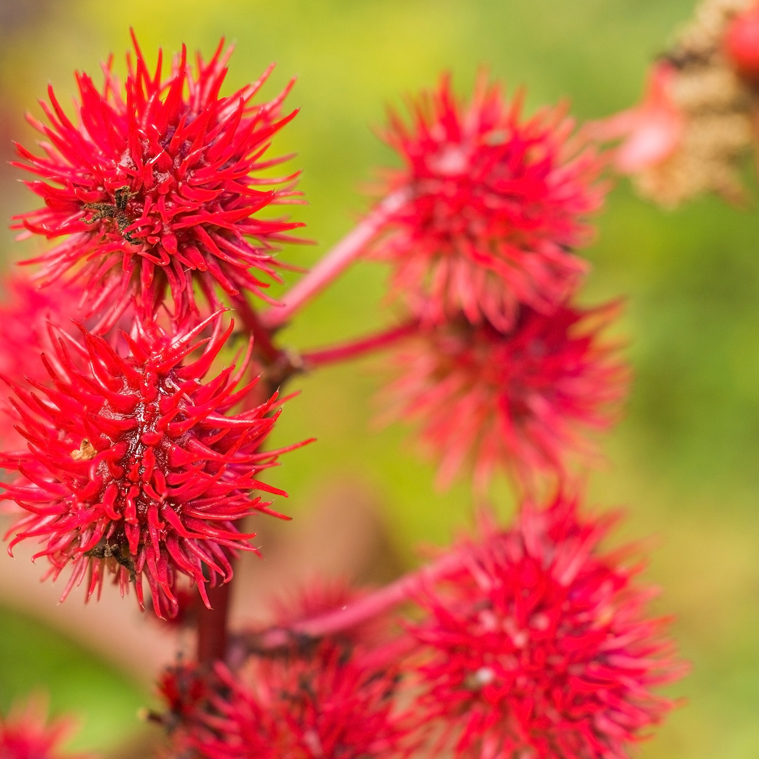 Outsidepride Gibsonii Castor Bean can be started indoors 6-8 weeks before frost