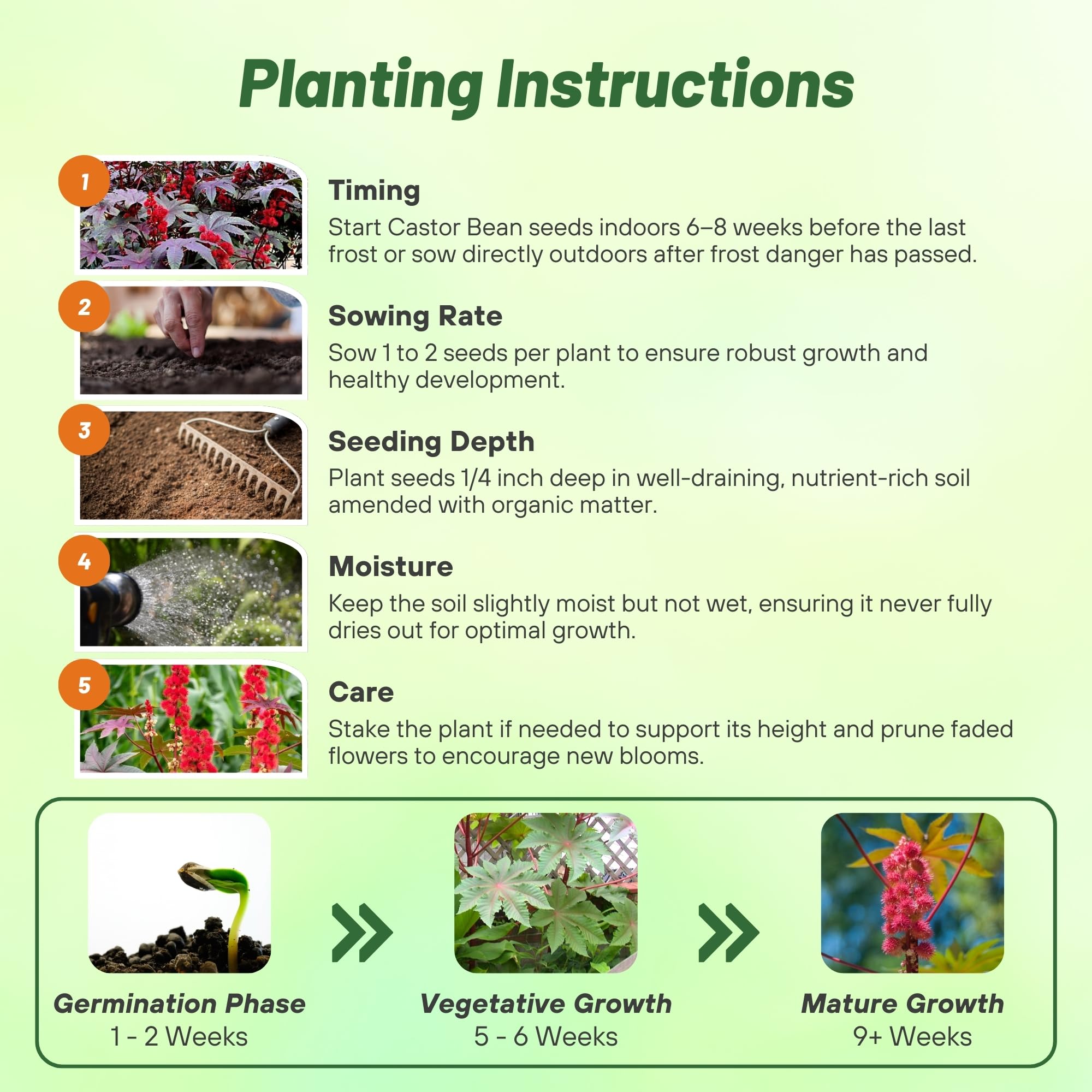 Outsidepride Gibsonii Castor Bean reaches 72 inches for vertical garden impact