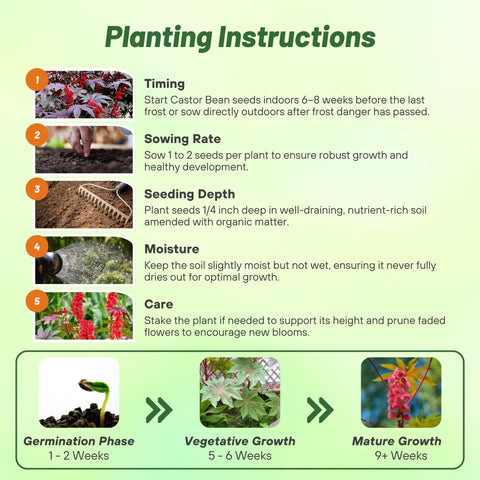 Outsidepride Gibsonii Castor Bean reaches 72 inches for vertical garden impact
