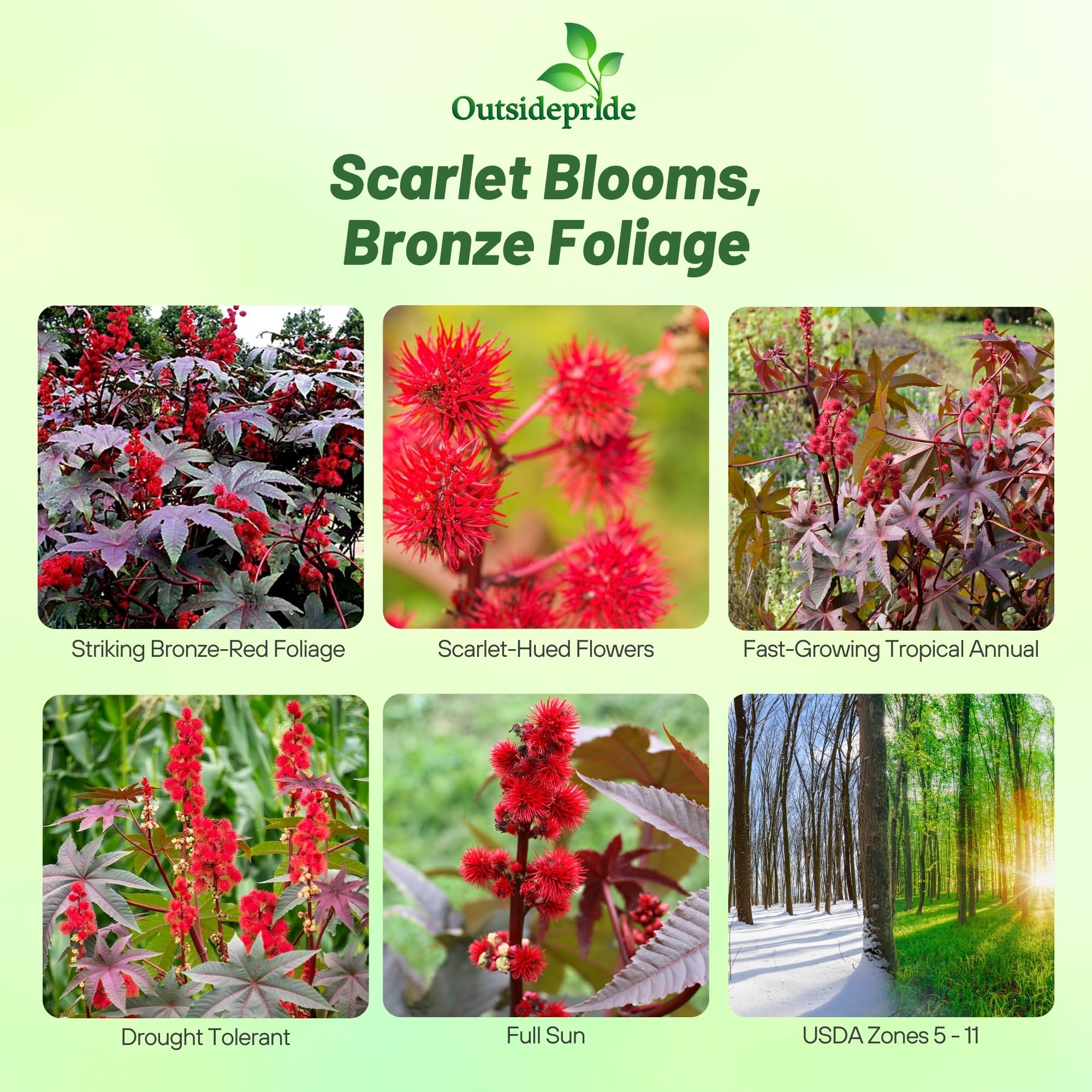 Outsidepride Gibsonii Castor Bean seed heads add scarlet focal color