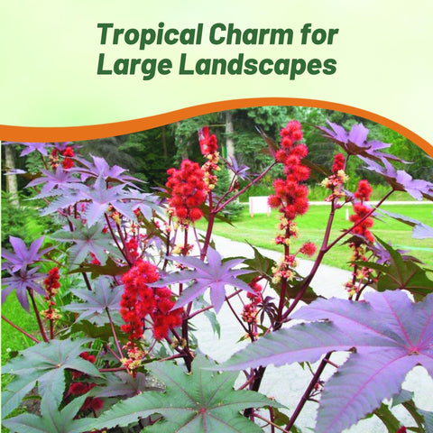 Outsidepride Gibsonii Castor Bean seeds germinate faster with a 24-hour soak