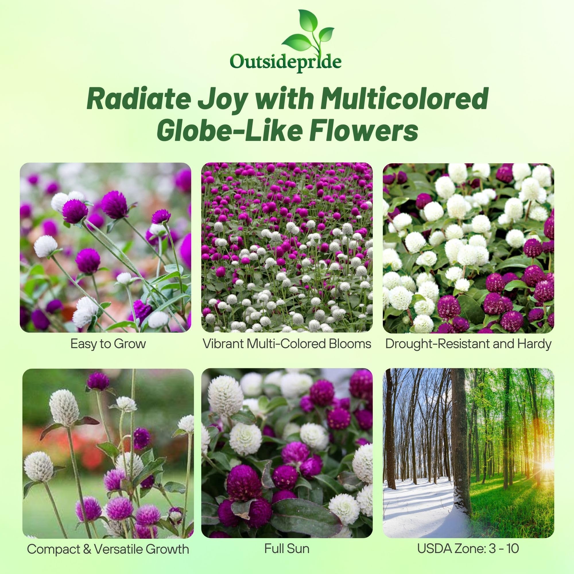 Outsidepride globe amaranth blooms close-up with vivid pom-poms and sturdy stems.