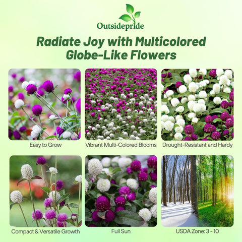 Outsidepride globe amaranth blooms close-up with vivid pom-poms and sturdy stems.