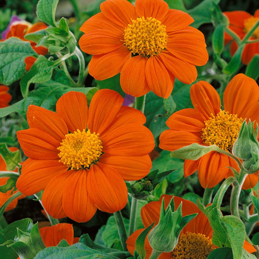 Outsidepride Goldfinger drought-tolerant blooms thrive in sunny beds.