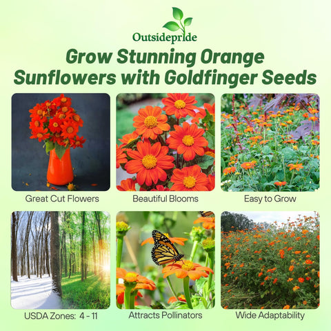 Outsidepride Goldfinger orange bloom closeup shows striking color.