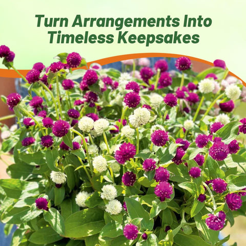 Outsidepride Gomphrena thrives in beds, borders, or containers with versatile planting options.