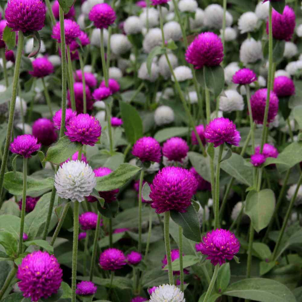 Outsidepride bushy growth with 4–6 inch leaves adds garden structure.