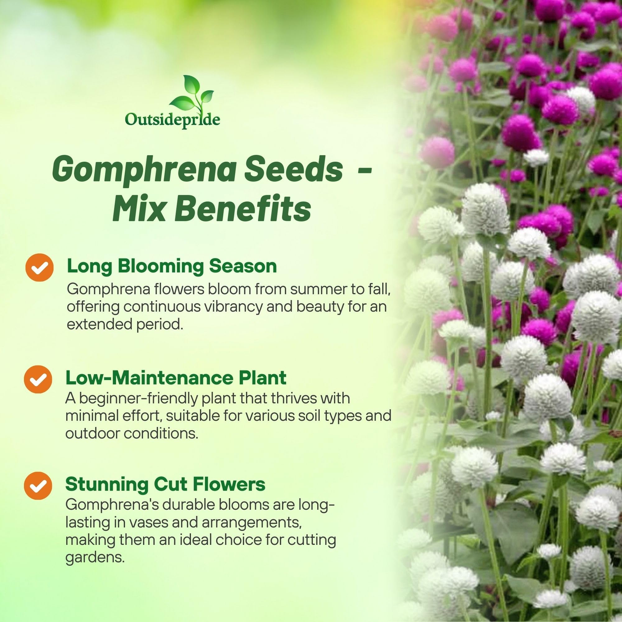 Outsidepride Gomphrena seeds in sunlit garden show drought-tolerant performance.