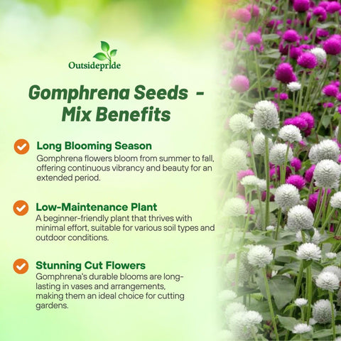 Outsidepride Gomphrena seeds in sunlit garden show drought-tolerant performance.