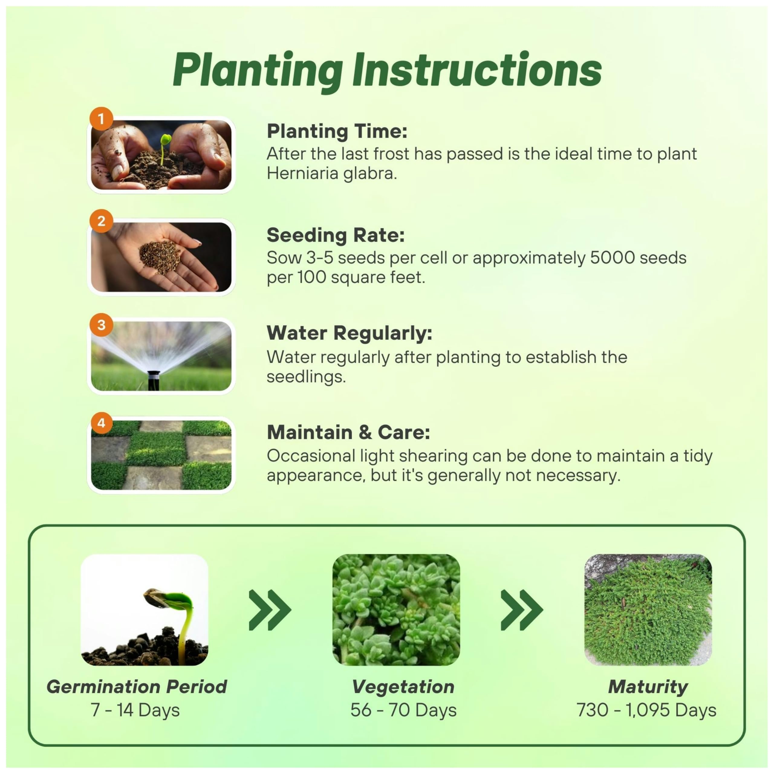 Outsidepride seeds form a dense mat with low water needs after establishment.