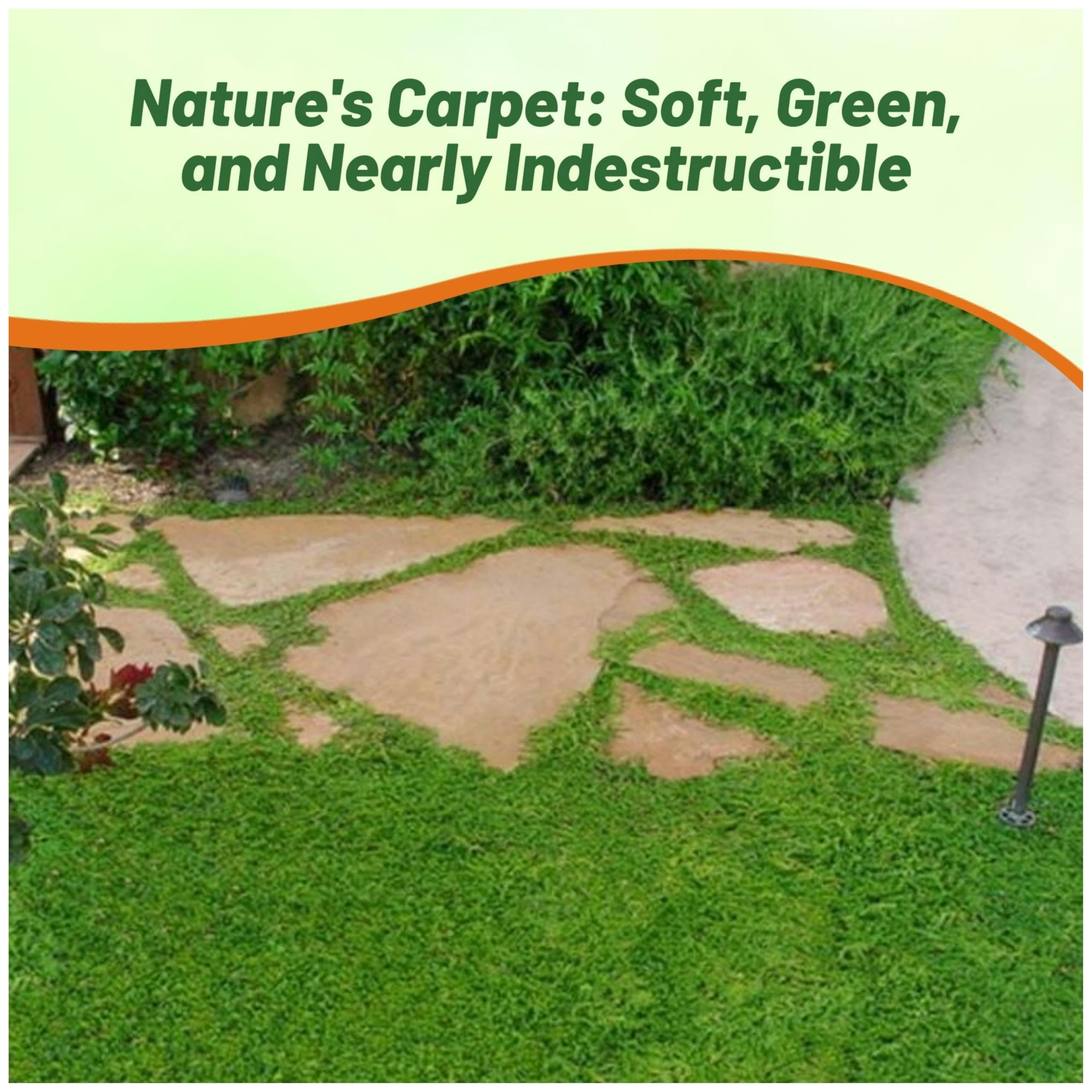 Outsidepride Herniaria glabra seeds provide drought-tolerant ground cover for slopes.