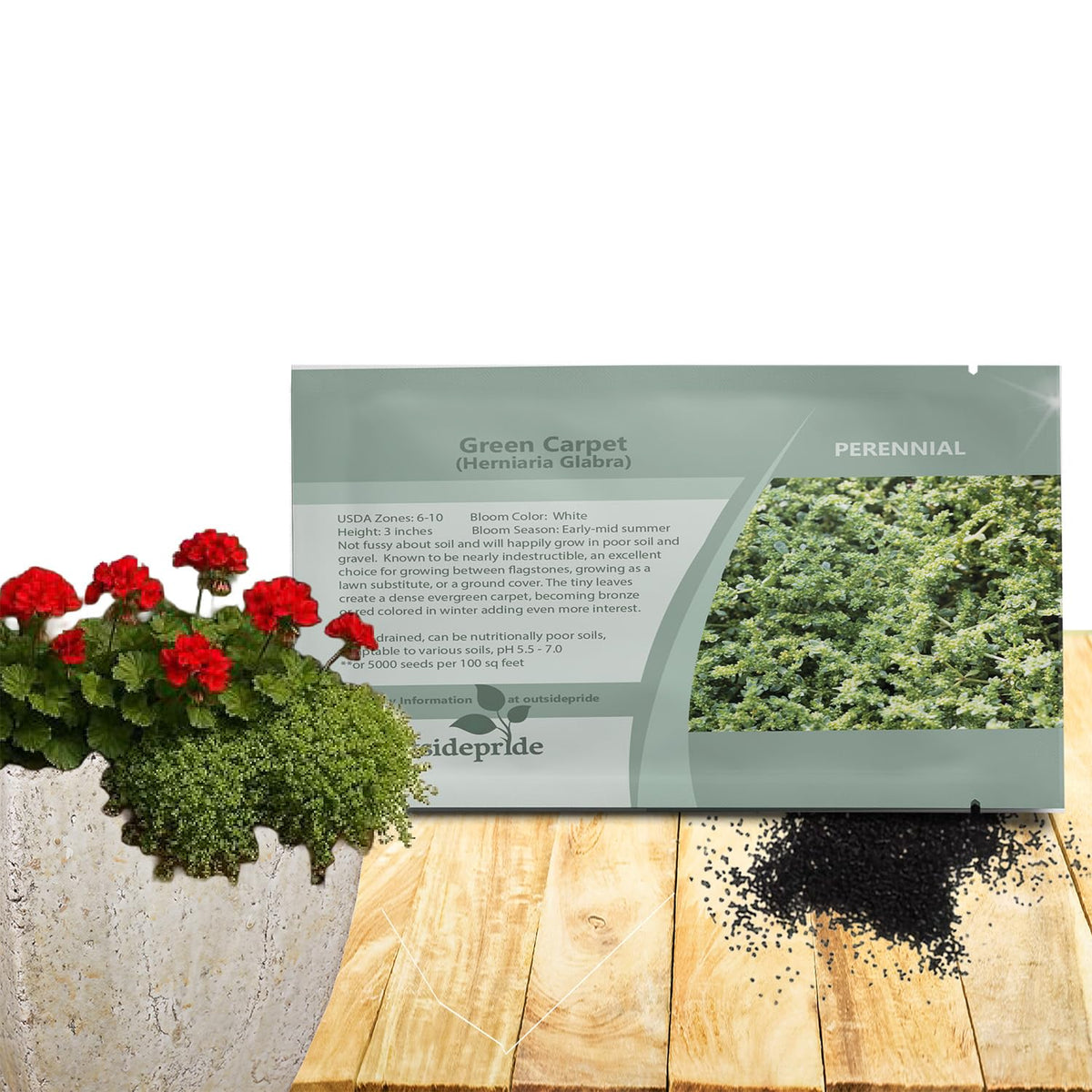 Outsidepride Herniaria glabra seeds close-up, dense ground cover for erosion control