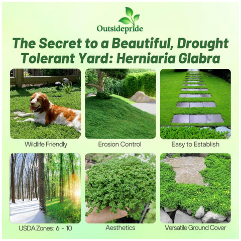 Outsidepride green carpet seeds spreading on soil, ideal lawn substitute