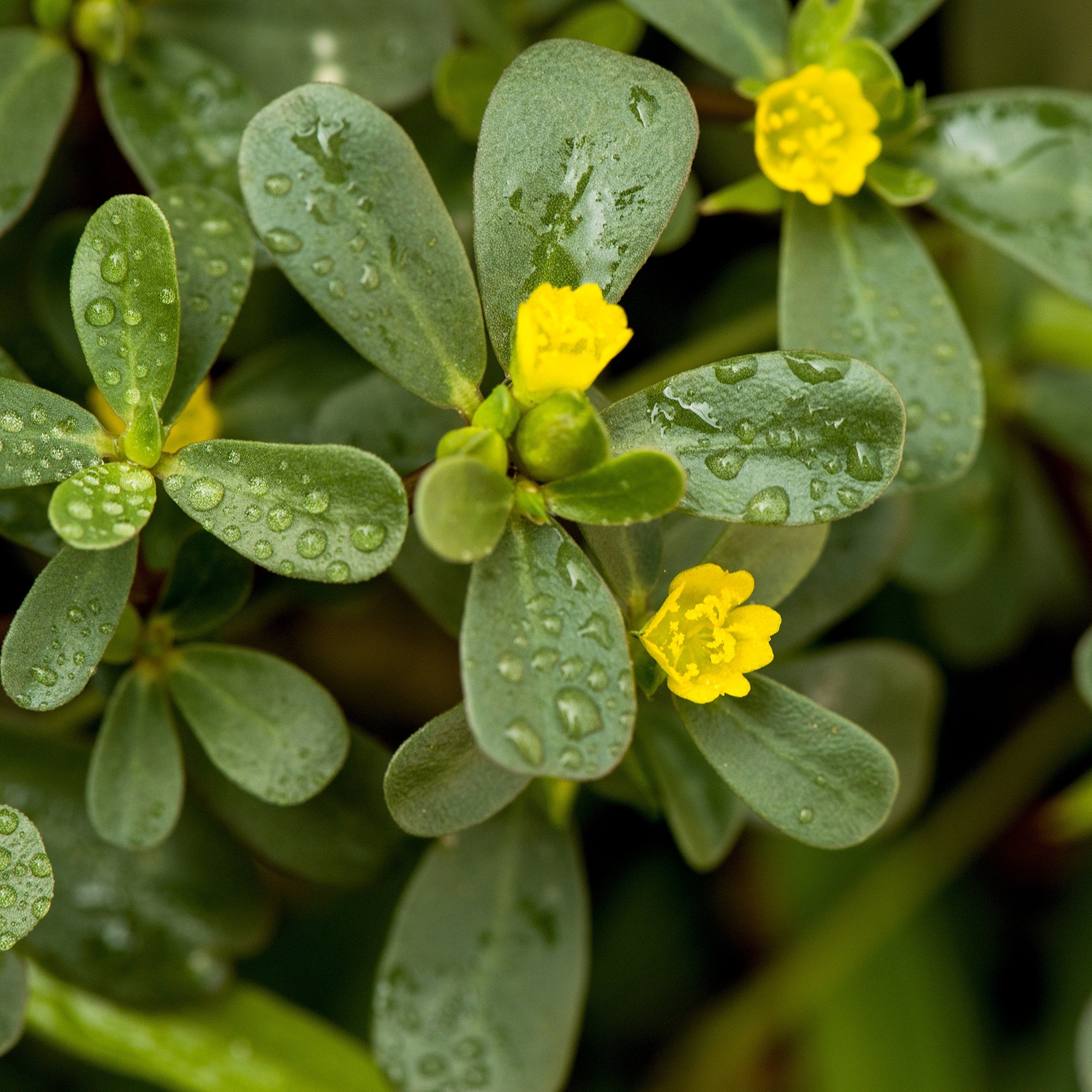 Outsidepride Green Purslane ground cover spreading across garden.